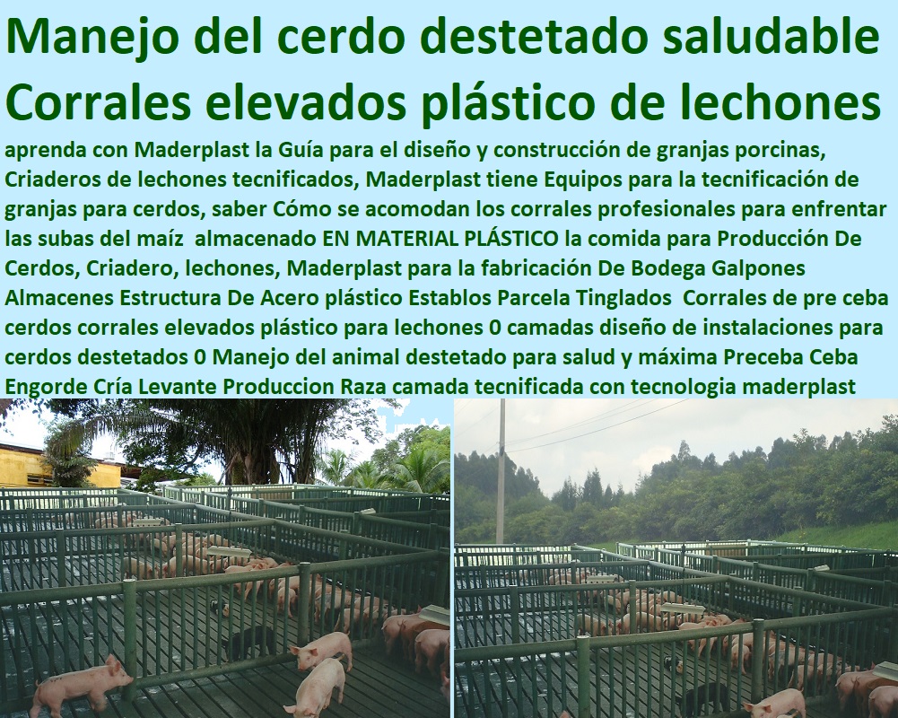 Corrales de pre ceba cerdos corrales elevados plástico para lechones 0 camadas diseño de instalaciones para cerdos destetados 0 Manejo del animal destetado para salud y máxima ceba, engorde cerdos, porqueriza cría de lechones, pisos jaulas comederos, porcicultura jaulas, corrales, parideras, porcinas corral, gestación cerdas, parto cerda, lechonera, destete, jaula pre ceba porcinos, corraleja, Preceba Ceba Engorde Cría Levante Produccion Raza camada Corrales de pre ceba cerdos corrales elevados plástico para lechones 0 camadas diseño de instalaciones para cerdos destetados 0 Manejo del animal destetado para salud y máxima Preceba Ceba Engorde Cría Levante Produccion Raza camada